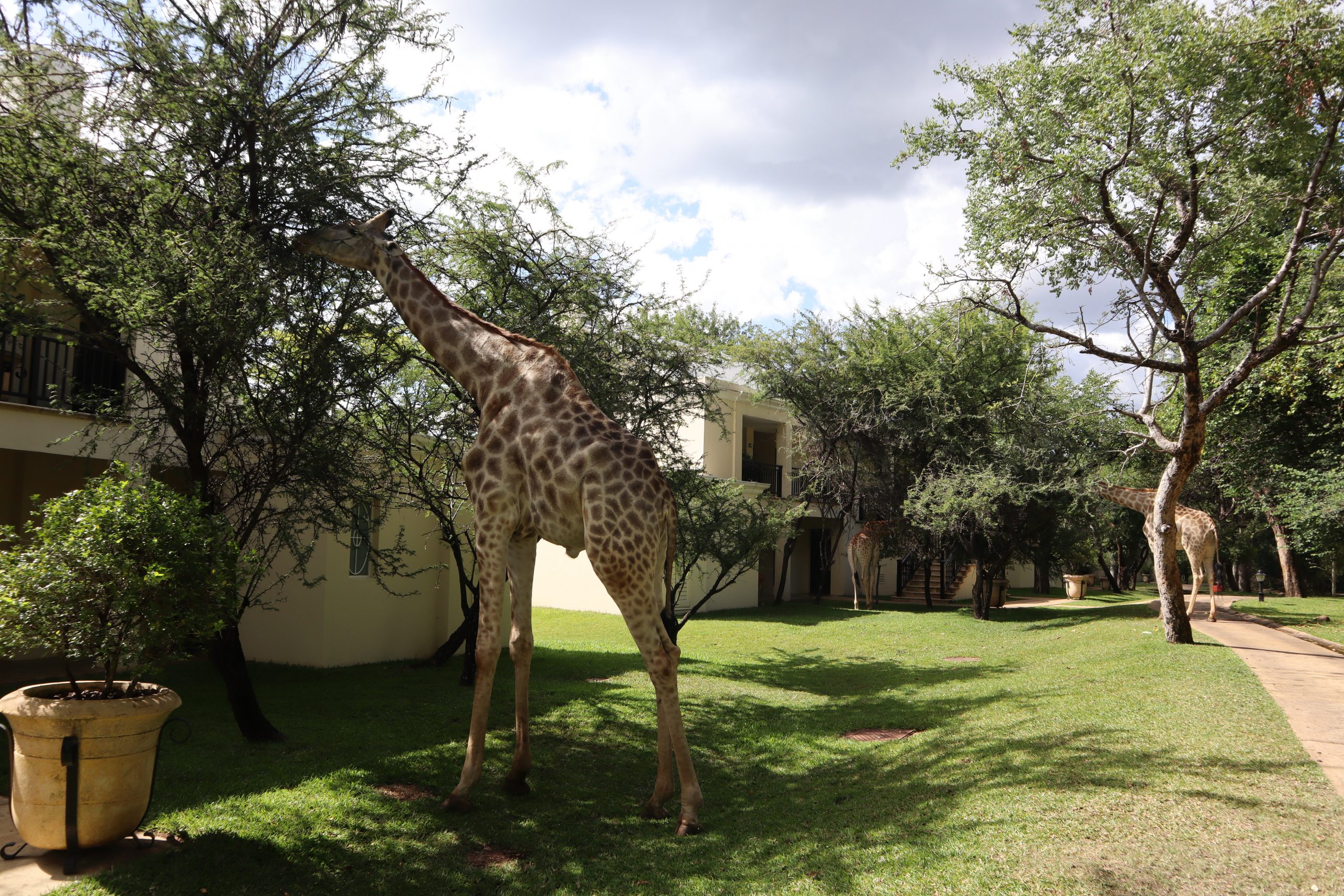 Royal Livingstone Giraffes