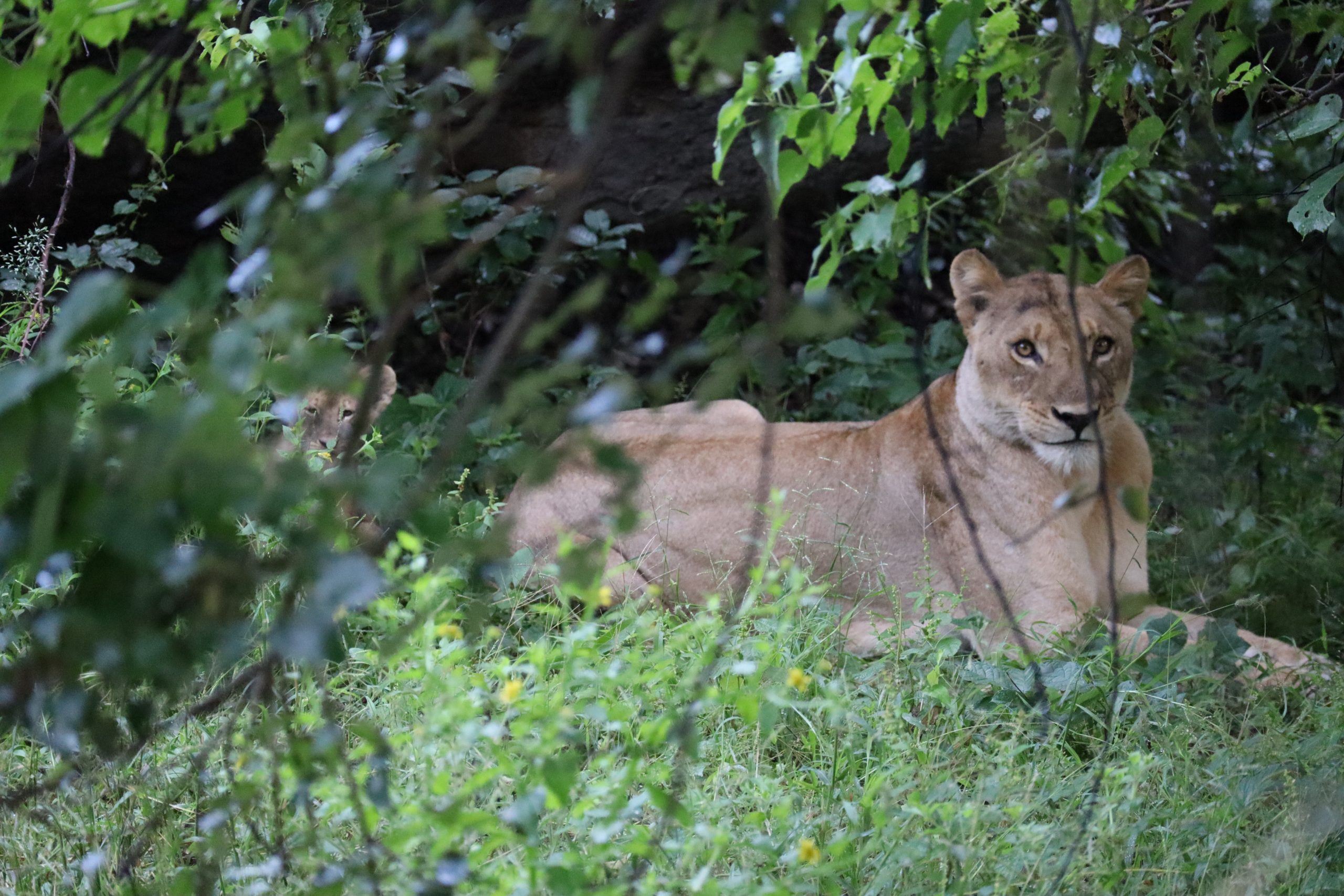 Lion and cub Chobe NP