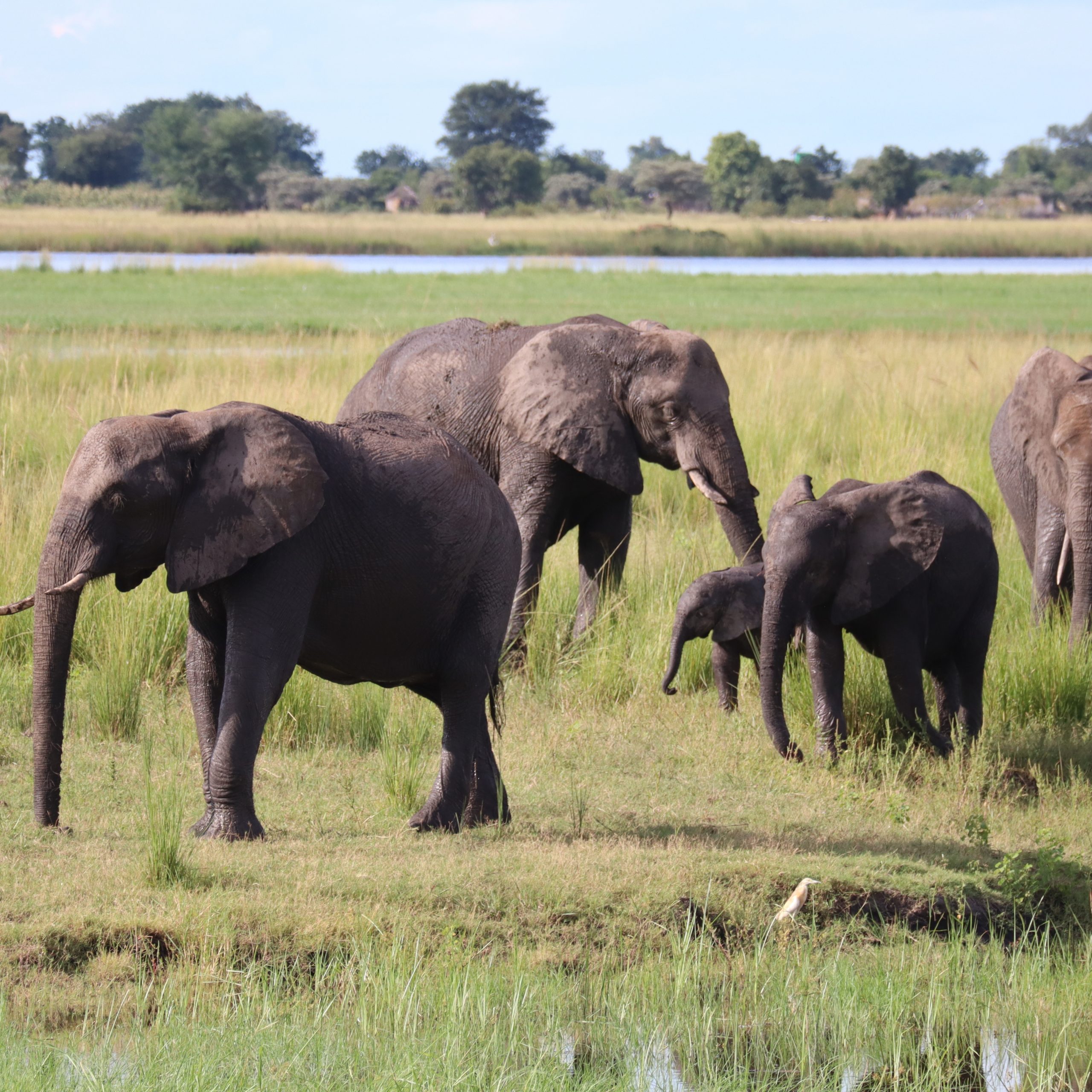 Elephants Botswana Chobe
