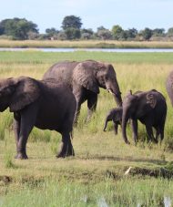 Elephants Botswana Chobe
