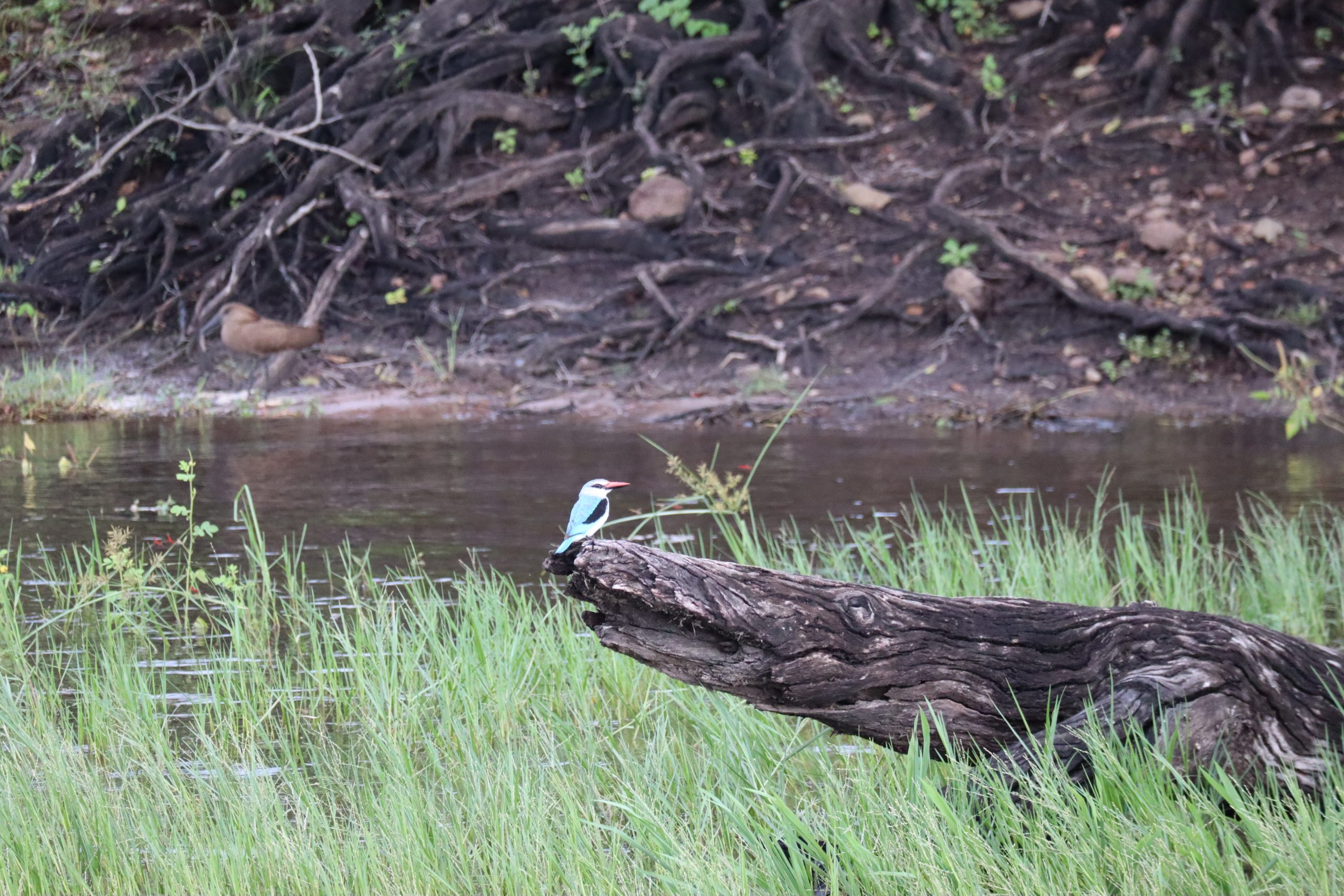 Birds kingfisher Chobe NP